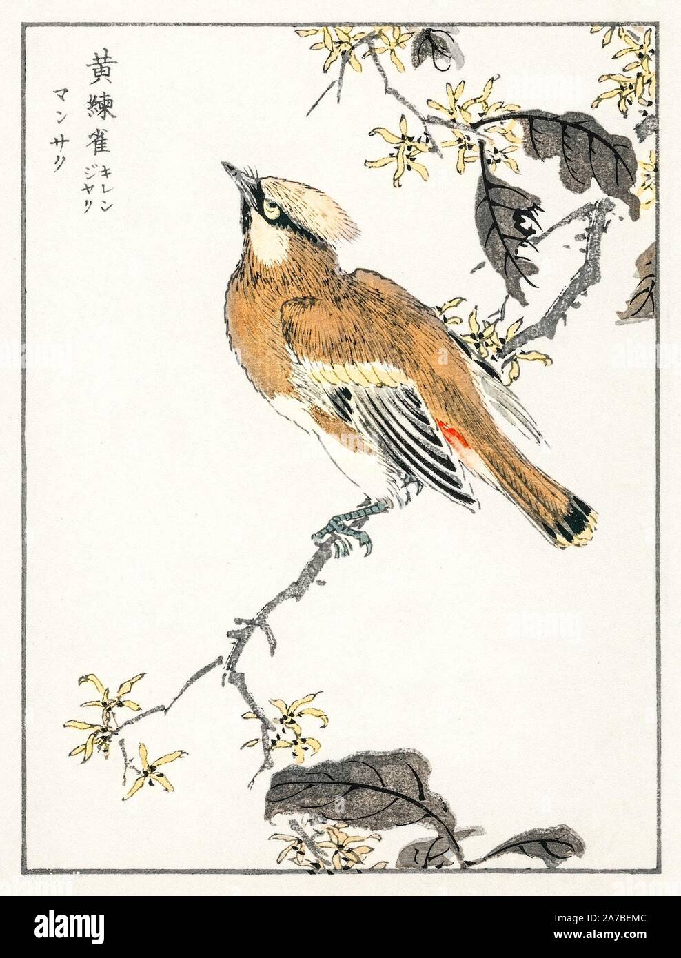 Japanese birds color illustration Stock Photo