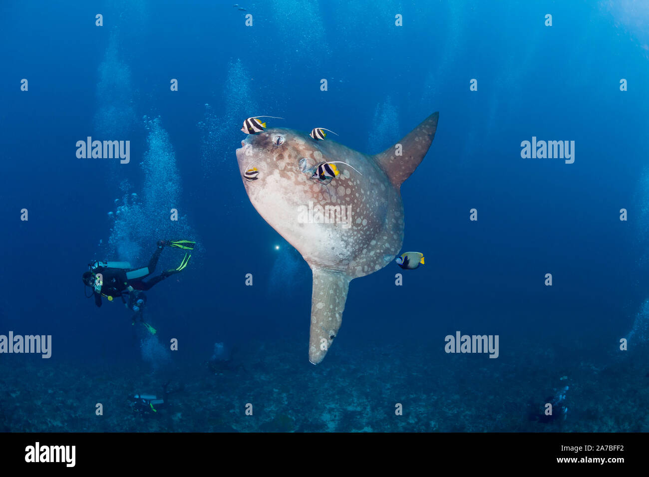 Divers look on as this ocean sunfish, Mola mola, gets cleaned by an angelfish and longfin bannerfish, Crystal Bay, Nusa Penida, Bali Island, Indonesia Stock Photo