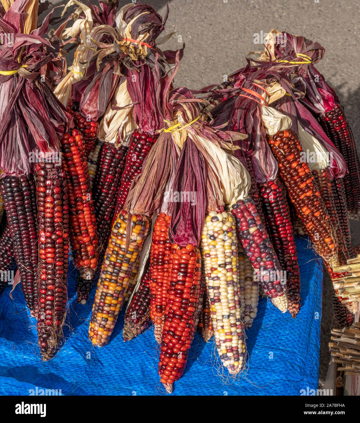 Colorful indian corn ears for sale at the Farmers Market in Missoula, Montana. Stock Photo