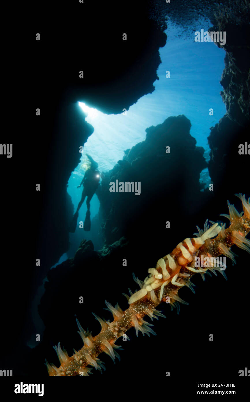 This barred wire coral shrimp, Pontonides unciger, on wire coral, Cirrhipathes anguina, and a diver (MR) entering a crevice at Yap Cavern’s off the ve Stock Photo