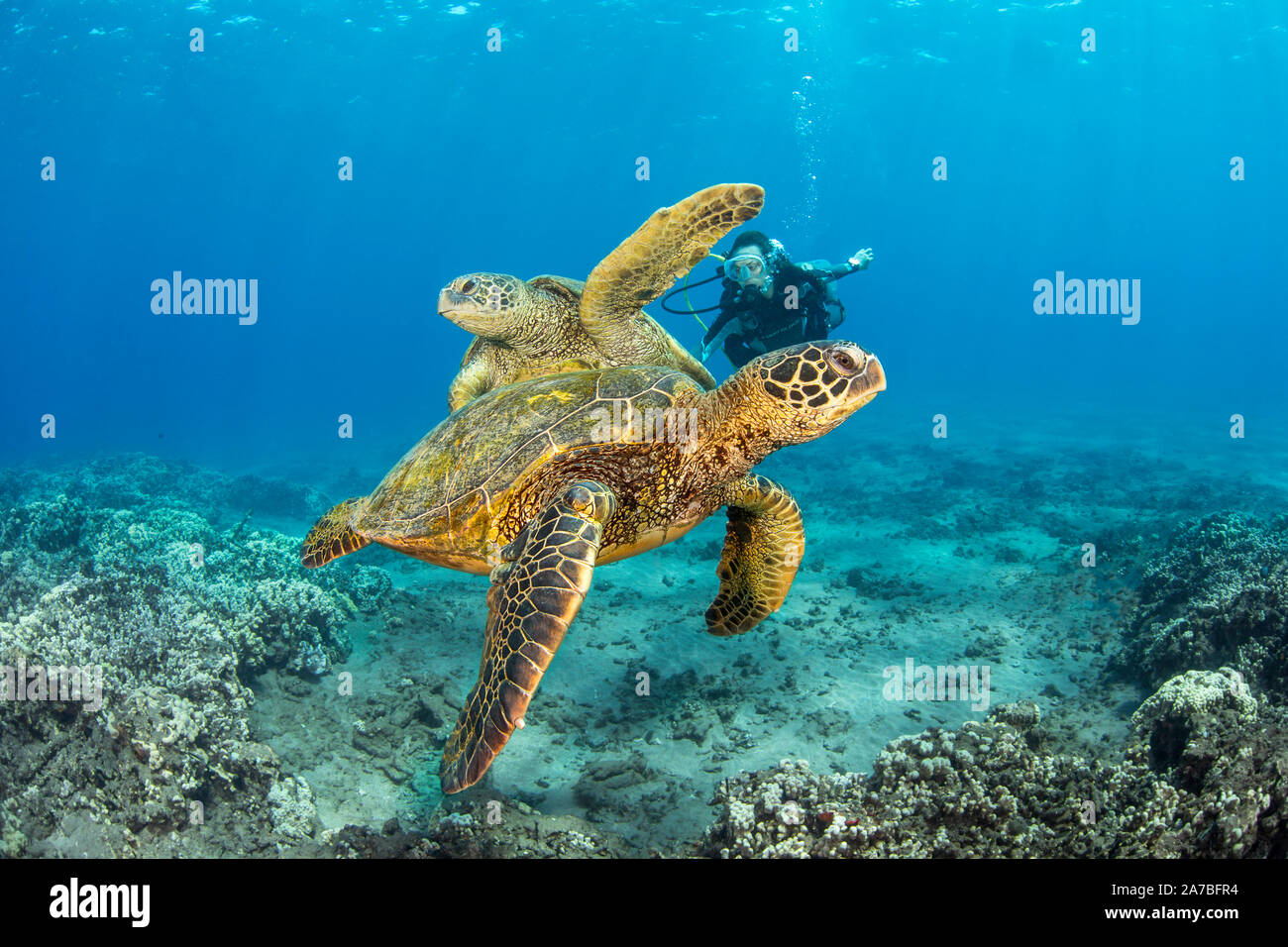 Green Sea Turtles Chelonia Mydas And Diver Mr Hawaii Stock Photo Alamy