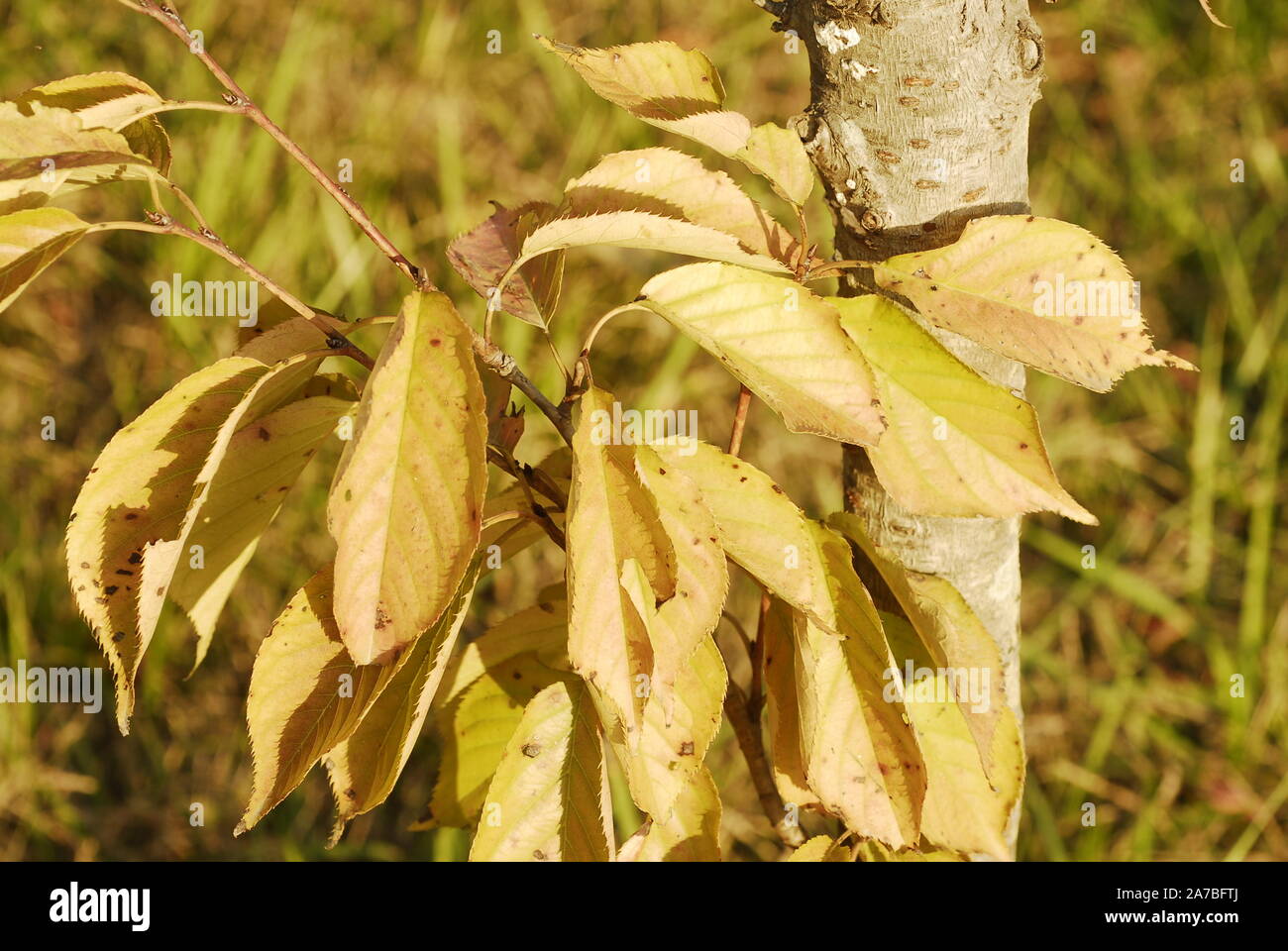 Withered leaves hi-res stock photography and images - Alamy