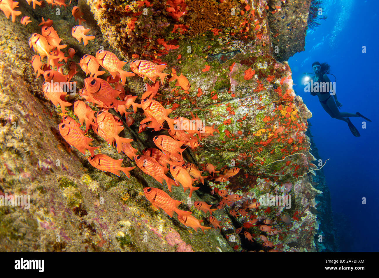 Diver (MR) and a school of shoulderbar soldierfish, Myripristis kuntee, Hawaii. Stock Photo
