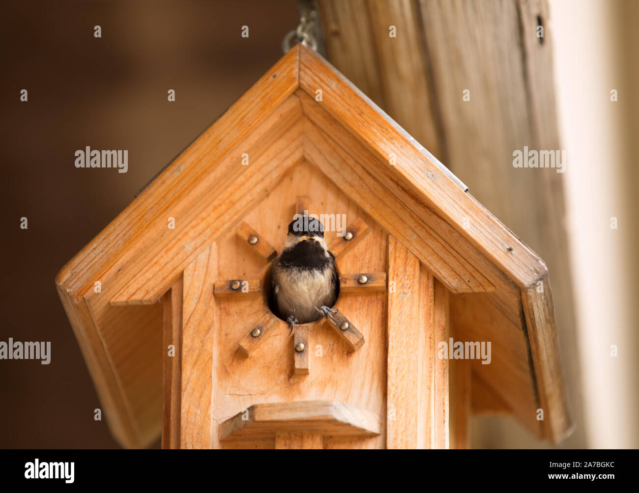 Black capped chickadee sitting in opening of bird house looking out. North American songbird Stock Photo