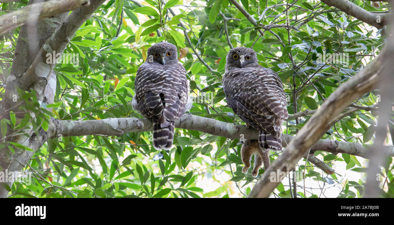 Pair of Powerful Owls (Ninox strenua) roosting in a rainforest gully, Australia Stock Photo