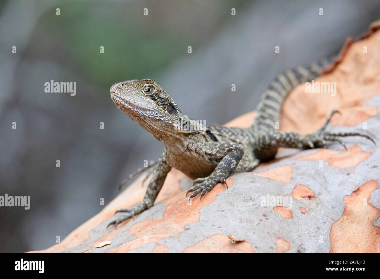 Juvenile Australian Water Dragon (Intellagama lesueurii) basking on an