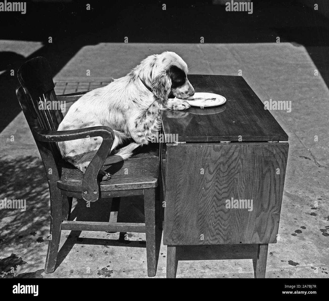 Dog Sitting At A Desk Eating Ca 1934 Stock Photo 331555387 Alamy