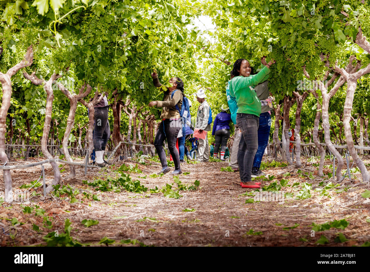 Farm workers culling and picking grapes in a large vineyard in South