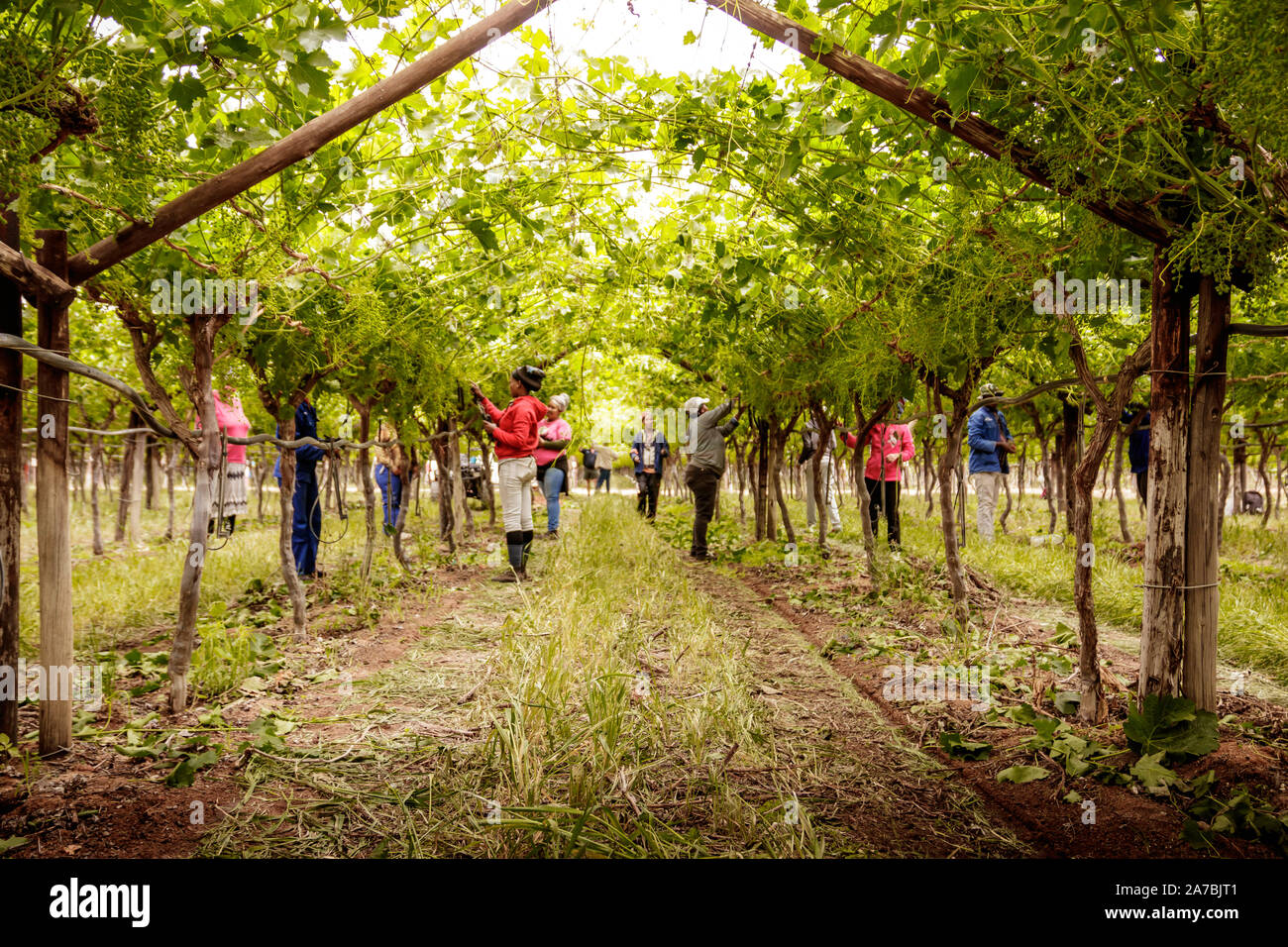 Farm workers culling and picking grapes in a large vineyard in South