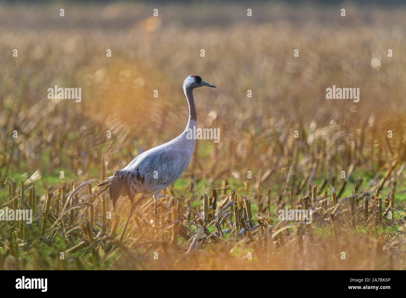 European Crane, Grus grus,  in autumn, Kranorama, Groß Mohrdorf, Vorpommersche Boddenküste, Mecklenburg-Vorpommern, Germany Stock Photo