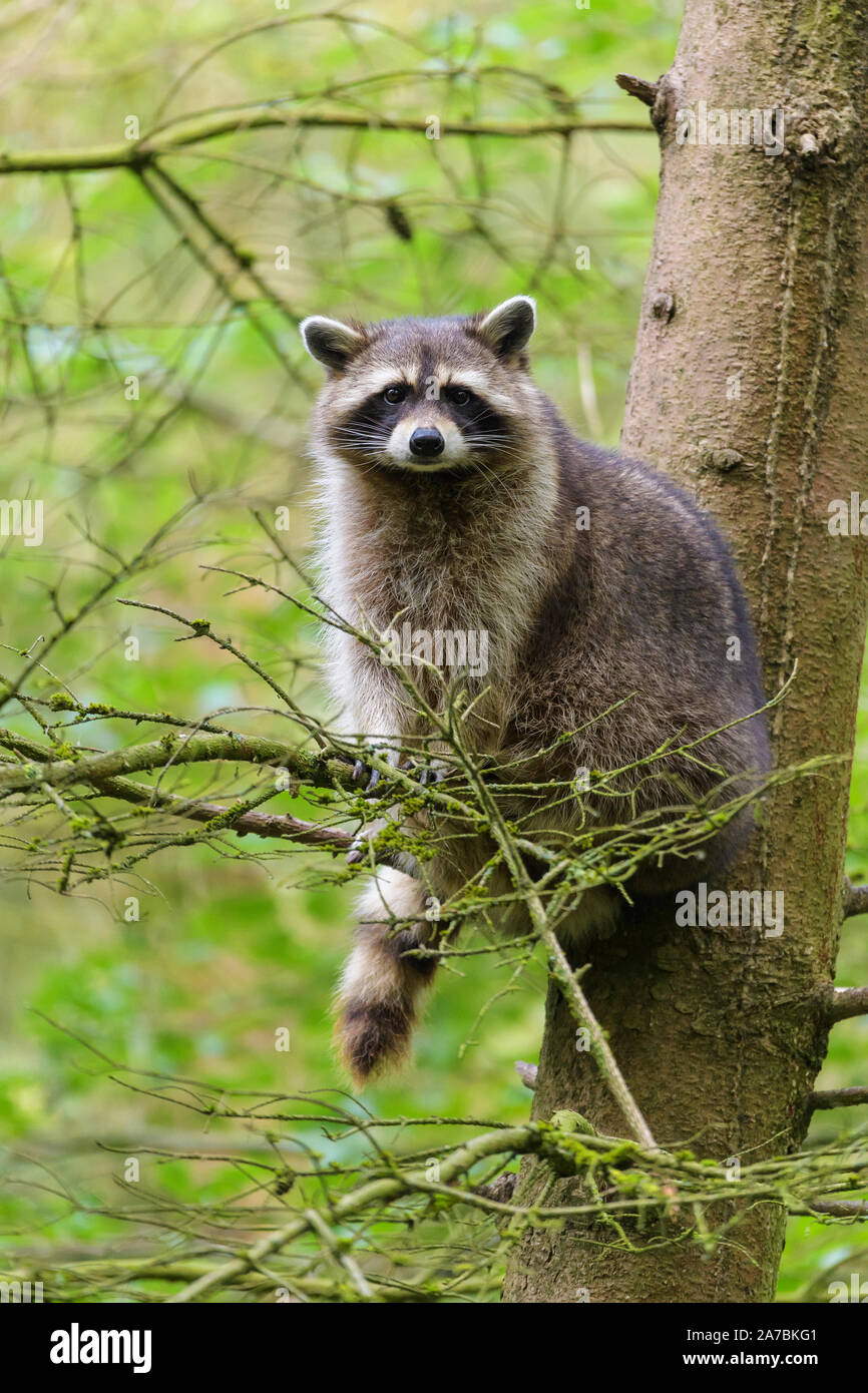 Raccoon, Procyon lotor Stock Photo