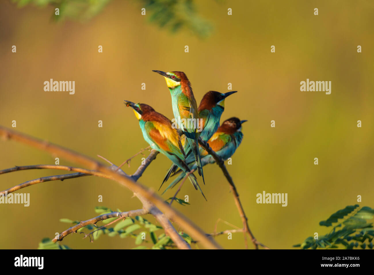 Group of bee eater birds hi-res stock photography and images - Alamy