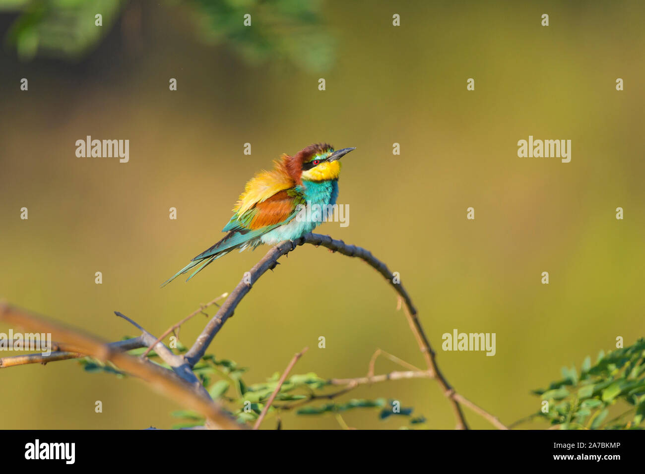 European Bee Eater, Merops apiaster Stock Photo