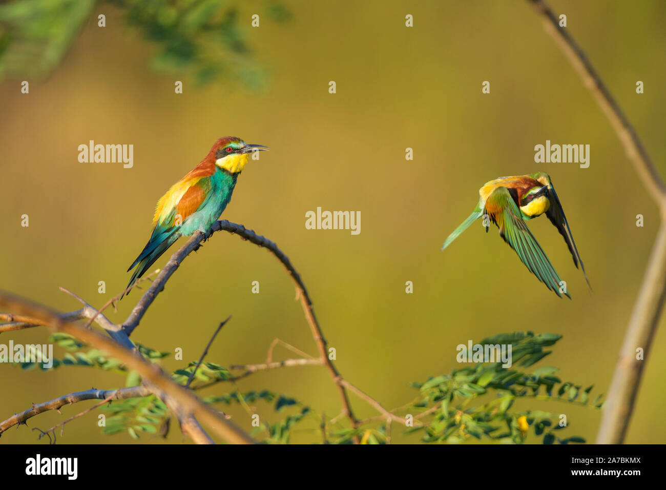 European Bee Eater, Merops apiaster Stock Photo
