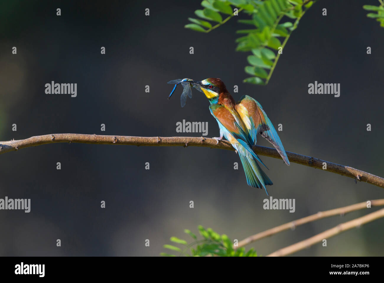 European Bee Eater, Merops apiaster Stock Photo