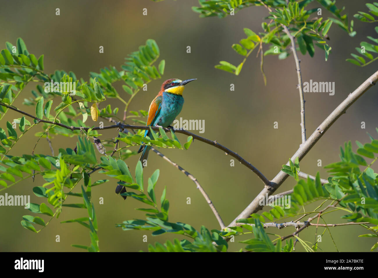 European Bee Eater, Merops apiaster Stock Photo
