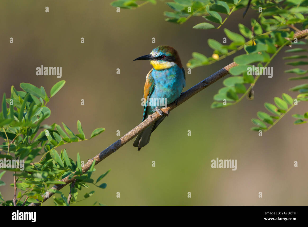European Bee Eater, Merops apiaster Stock Photo