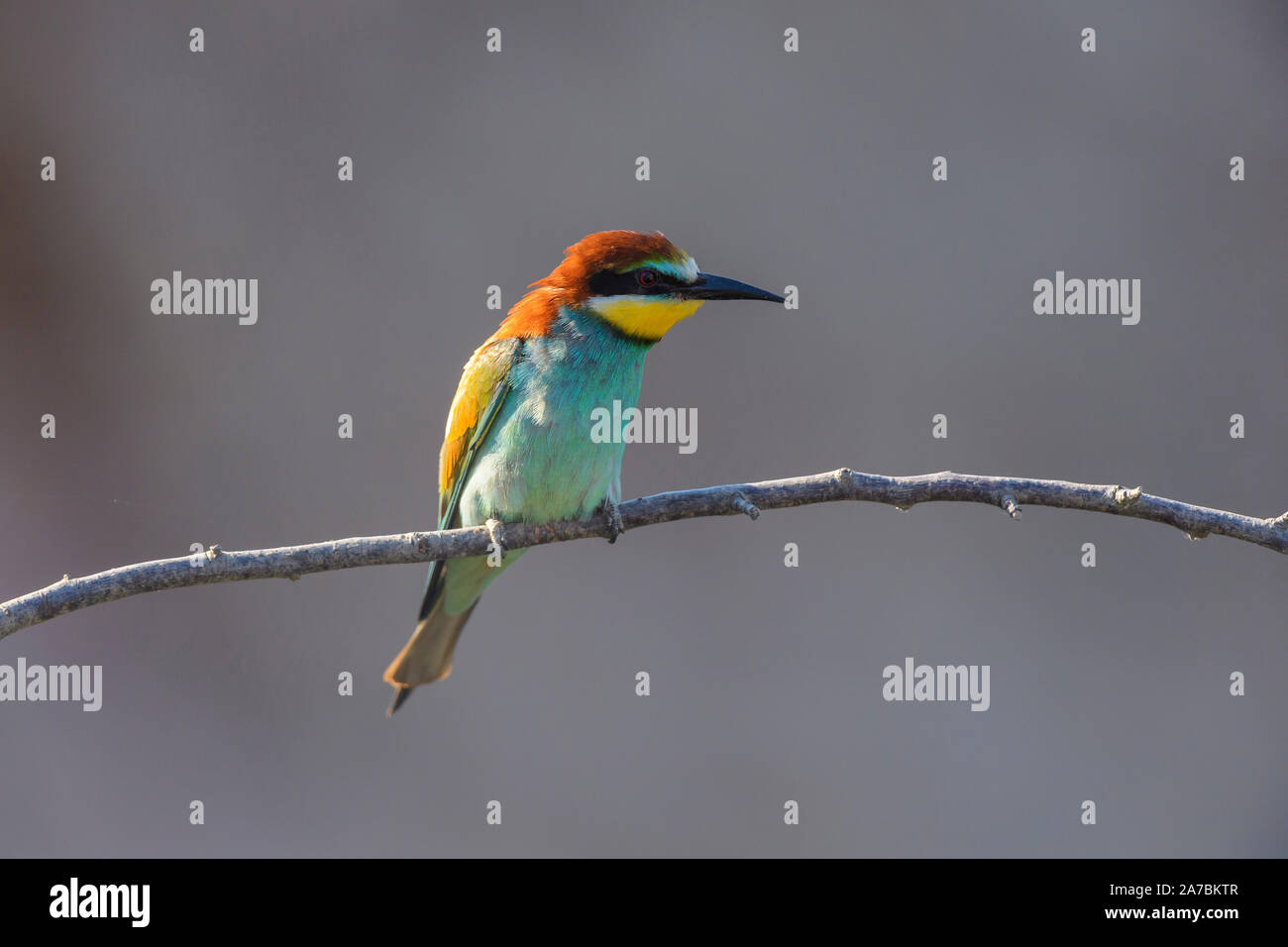 European Bee Eater, Merops apiaster Stock Photo