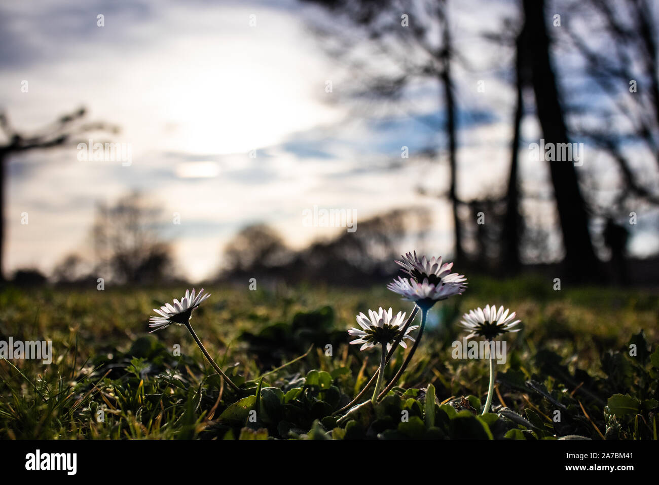 Daisy flowers in bloom on a flower bed under a cloudy sunset with blue sky Stock Photo