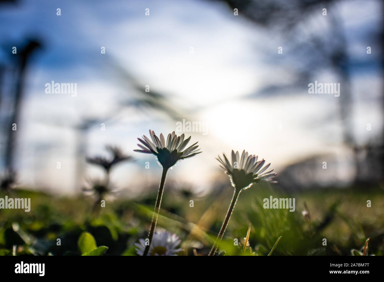 Daisy flowers in bloom on a flower bed under a cloudy sunset with blue sky Stock Photo