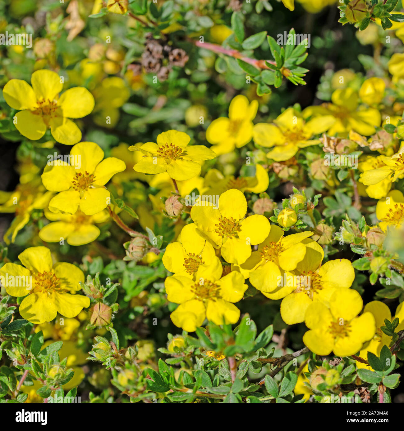 Flowering finger shrub, potentilla fruticosa Stock Photo