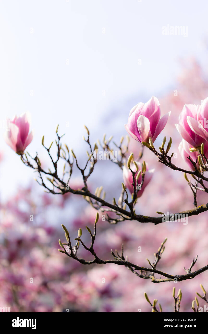Closeup of a branch of a beautiful magnolia tree with opening and blooming blossoms in spring. Stock Photo