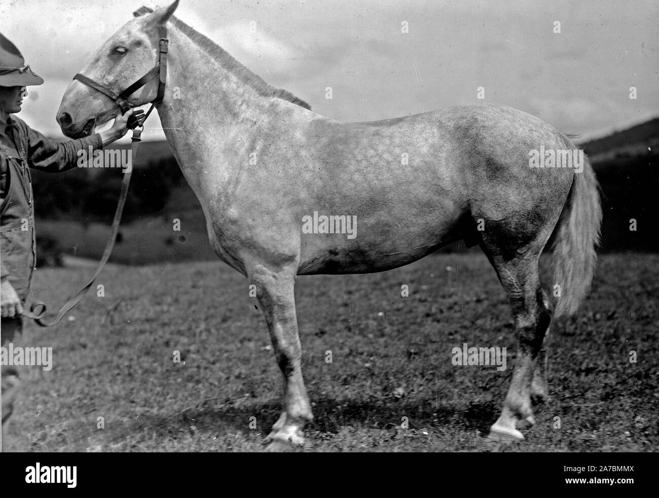 LIVE STOCKHORSES AT THE REMOUNT DEPOT, FRONT ROYAL, VIRGINIA. Showing