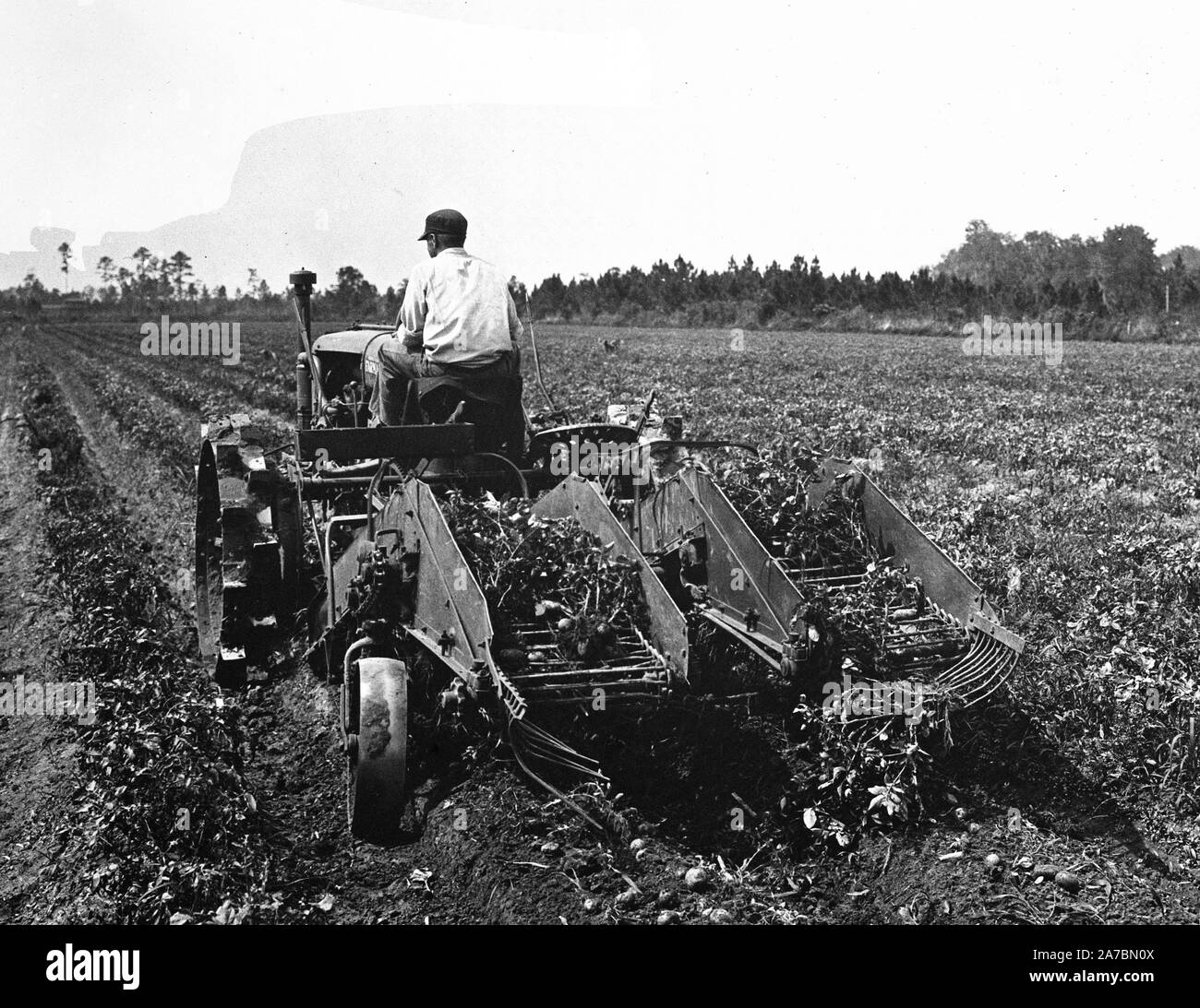 Farmer on tractor in field harvesting his crops ca. 1936 Stock Photo