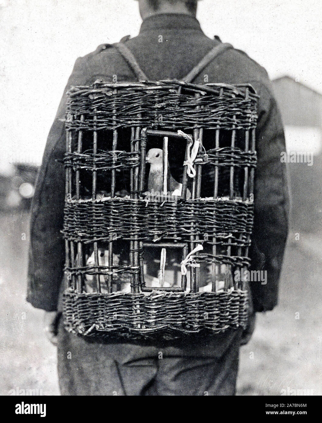 Carrier pigeon wwi hires stock photography and images Alamy