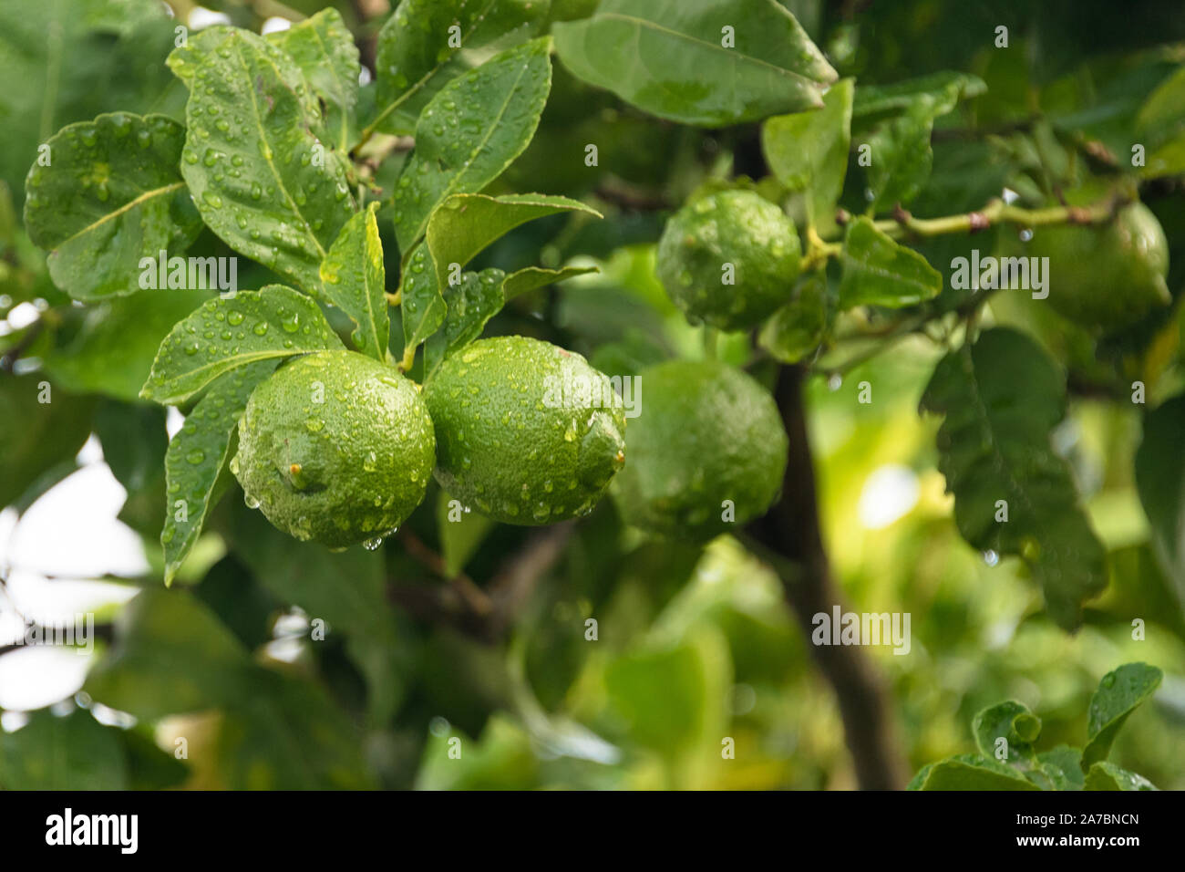 Ripening fruits lemon tree close up. Fresh green lemon limes with water drops hanging on tree branch in organic garden Stock Photo