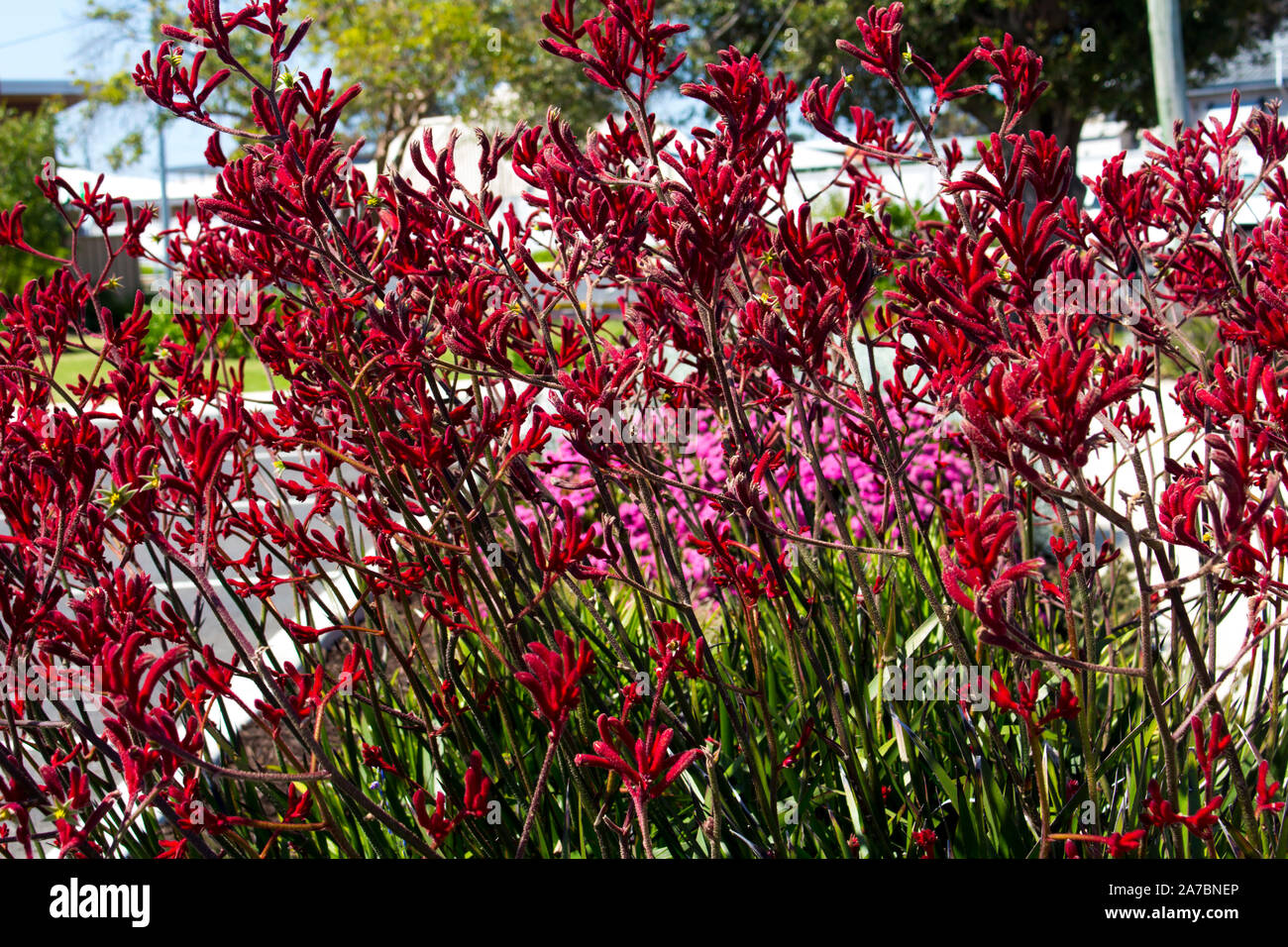 Bright red furry tall blooms of Australian kangaroo paws cultivar adds