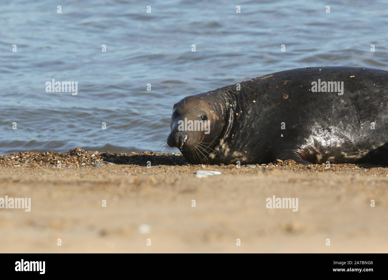 A large bull Grey Seal, Halichoerus grypus, coming out of the sea. It is chasing off another bull Seal near its females. Stock Photo
