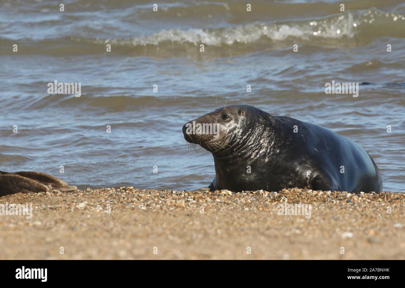 A Grey Seal, Halichoerus grypus, coming out of the sea, during breeding season. Stock Photo