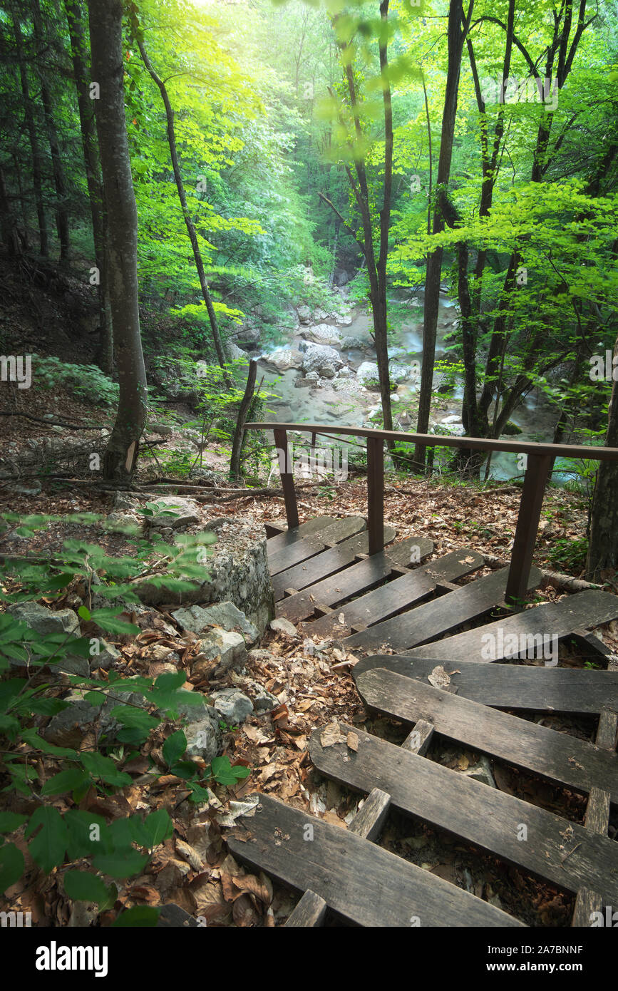 Stairs into the forest. Nature composition. Stock Photo