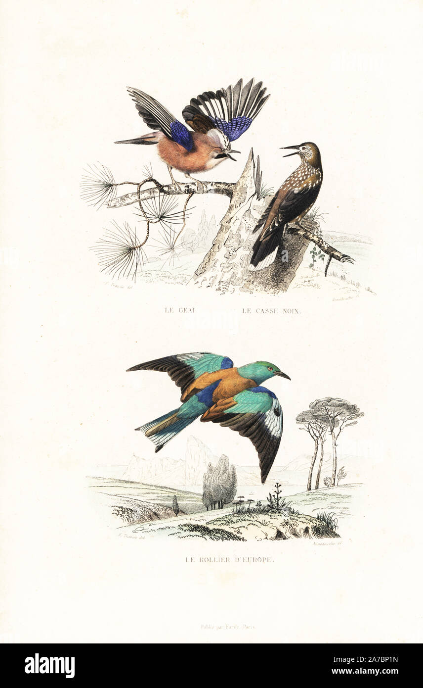 Eurasian jay, Garrulus glandarius, spotted nutcracker, Nucifraga  caryocatactes, and European roller, Coracias garrulus. Handcoloured  engraving on steel by Annedouche after a drawing by Edouard Travies from  Richard's "New Edition of the Complete