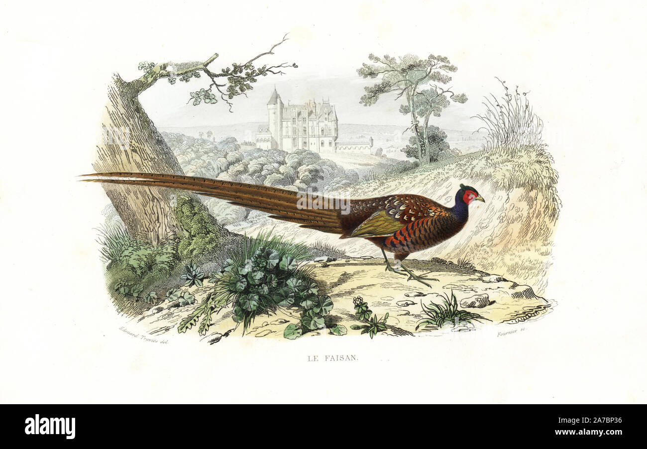 Pheasant, Phasianus colchicus. Handcoloured engraving on steel by Fournier after a drawing by Edouard Travies from Richard's 'New Edition of the Complete Works of Buffon,' Pourrat Freres, Paris, 1837. Stock Photo