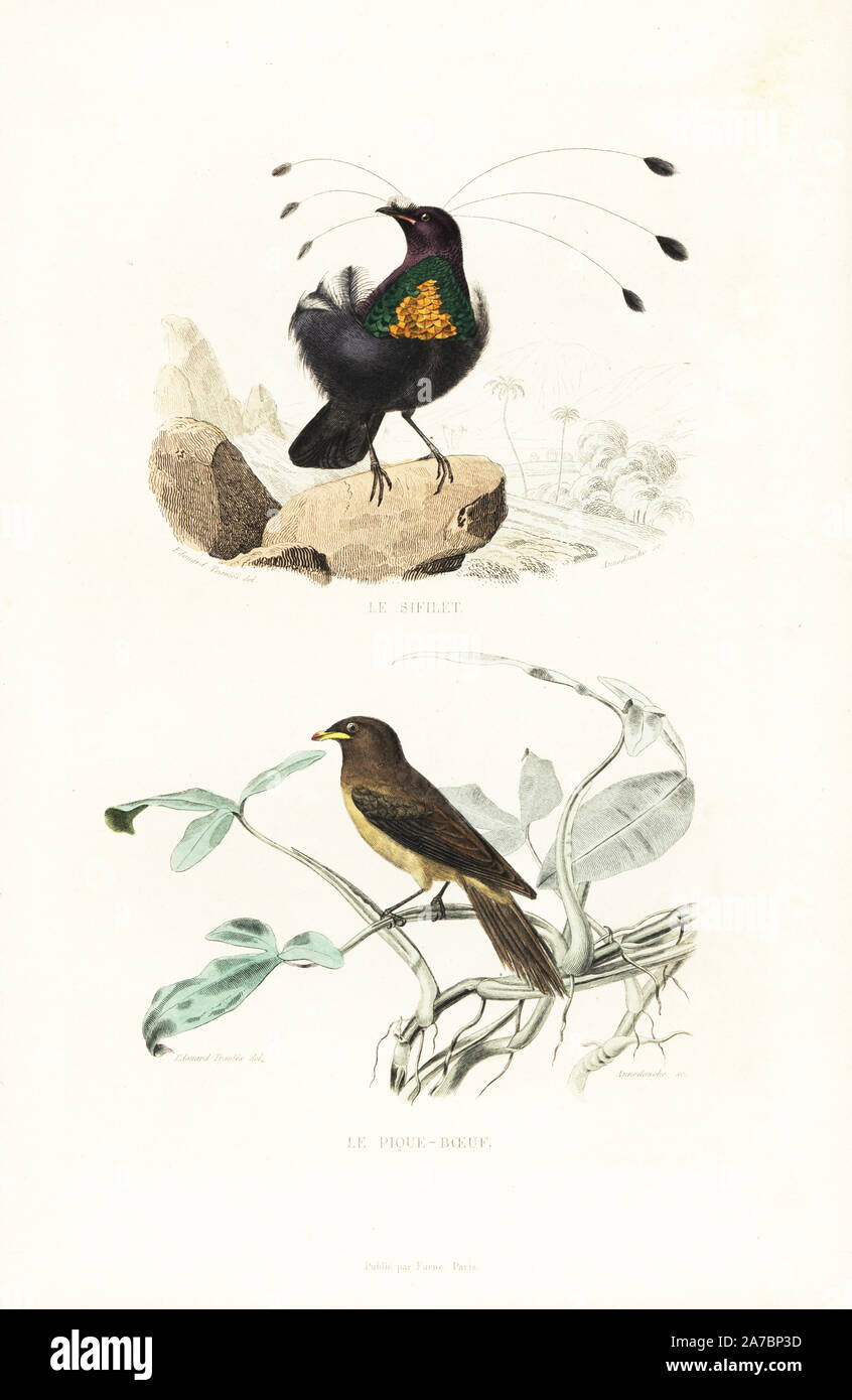 Western or arfak parotia, Parotia sefilata, and yellow-billed oxpecker, Buphagus africanus. Handcoloured engraving on steel by Annedouche after a drawing by Edouard Travies from Richard's 'New Edition of the Complete Works of Buffon,' Pourrat Freres, Paris, 1837. Stock Photo