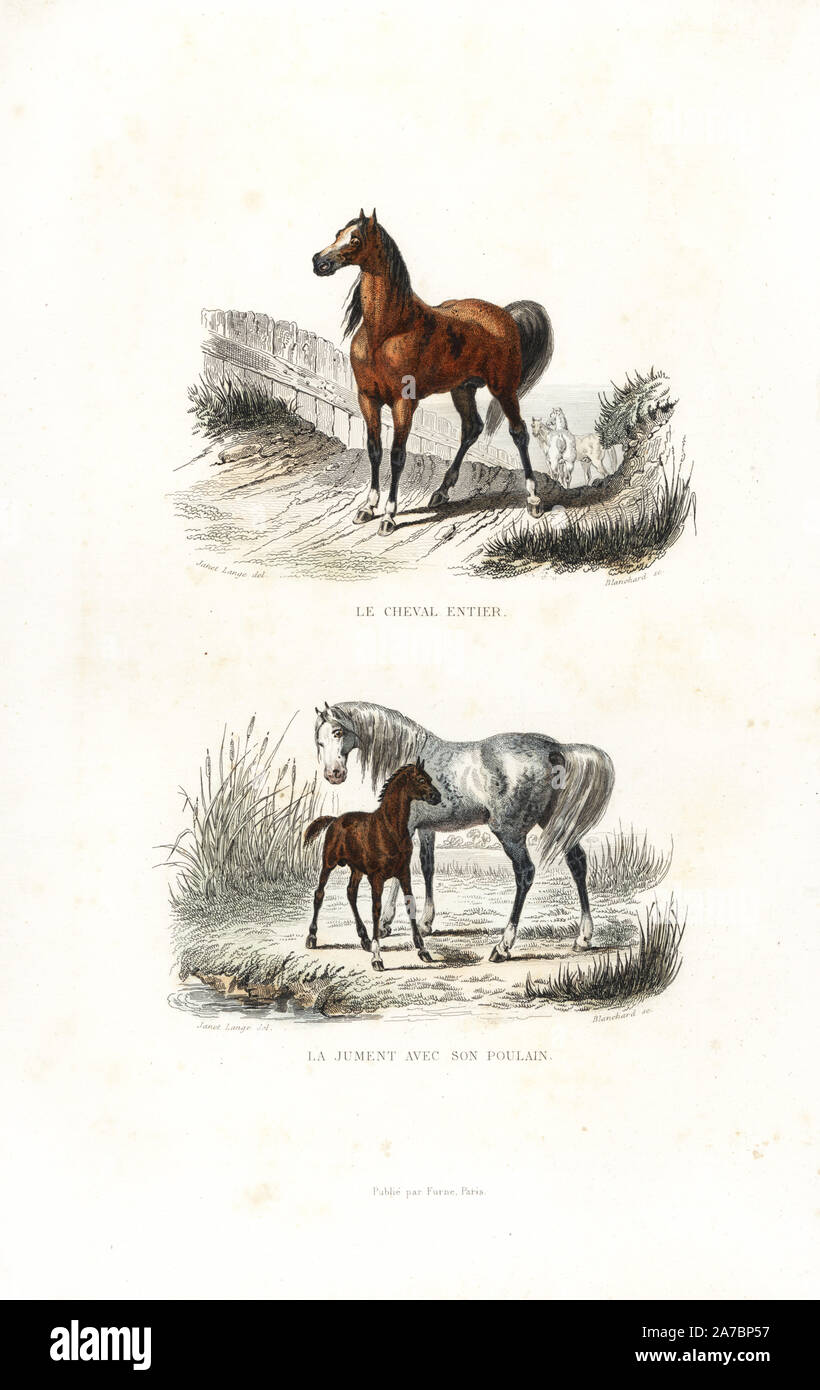 Stallion, mare and foal, Equus ferus caballus. Handcoloured engraving on steel by Blanchard after a drawing by Janet Lange from Richard's 'New Edition of the Complete Works of Buffon,' Pourrat Freres, Paris, 1837. Stock Photo