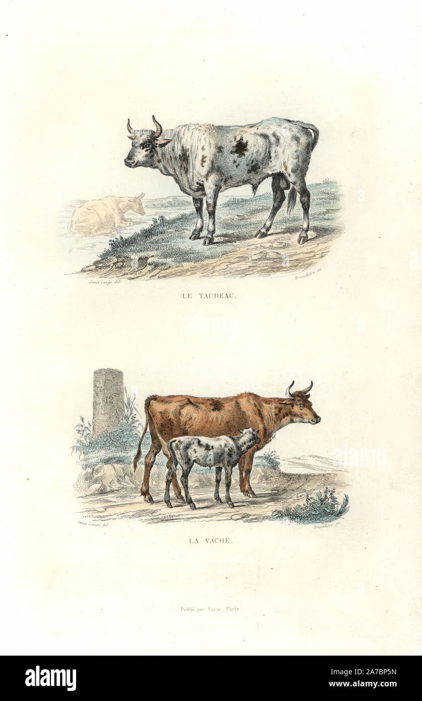 Bull, cow and calf, Bos taurus. Handcoloured engraving on steel by Bruneliere after a drawing by Edouard Travies from Richard's 'New Edition of the Complete Works of Buffon,' Pourrat Freres, Paris, 1837. Stock Photo