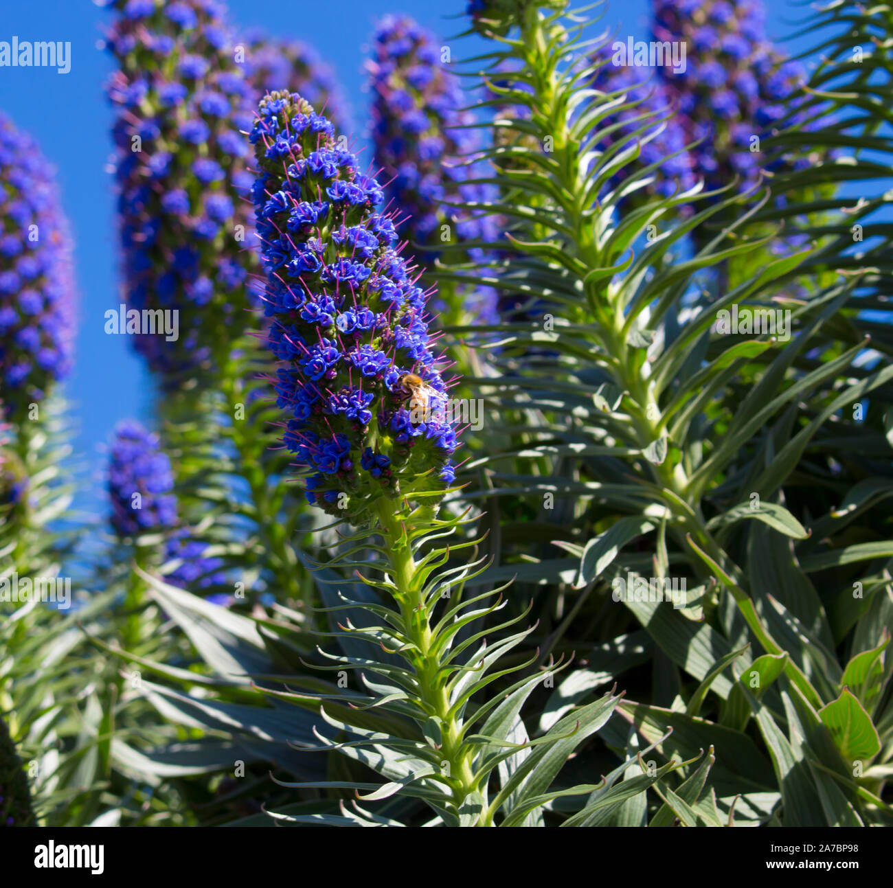 Future Plants By Randy Stewart Clethra