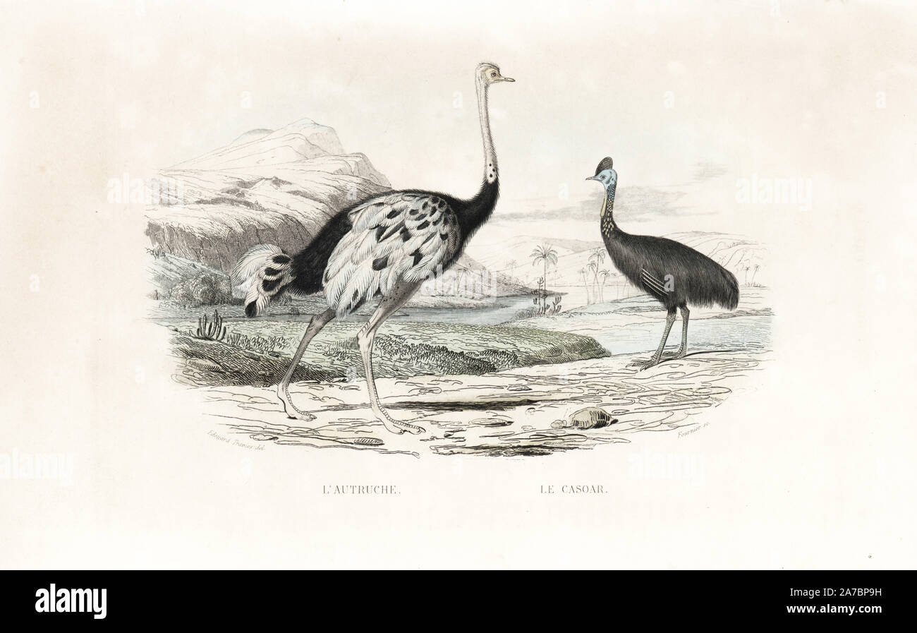 Ostrich, Struthio camelus, and northern cassowary, Casuarius unappendiculatus (vulnerable). Handcoloured engraving on steel by Fournier after a drawing by Edouard Travies from Richard's 'New Edition of the Complete Works of Buffon,' Pourrat Freres, Paris, 1837. Stock Photo