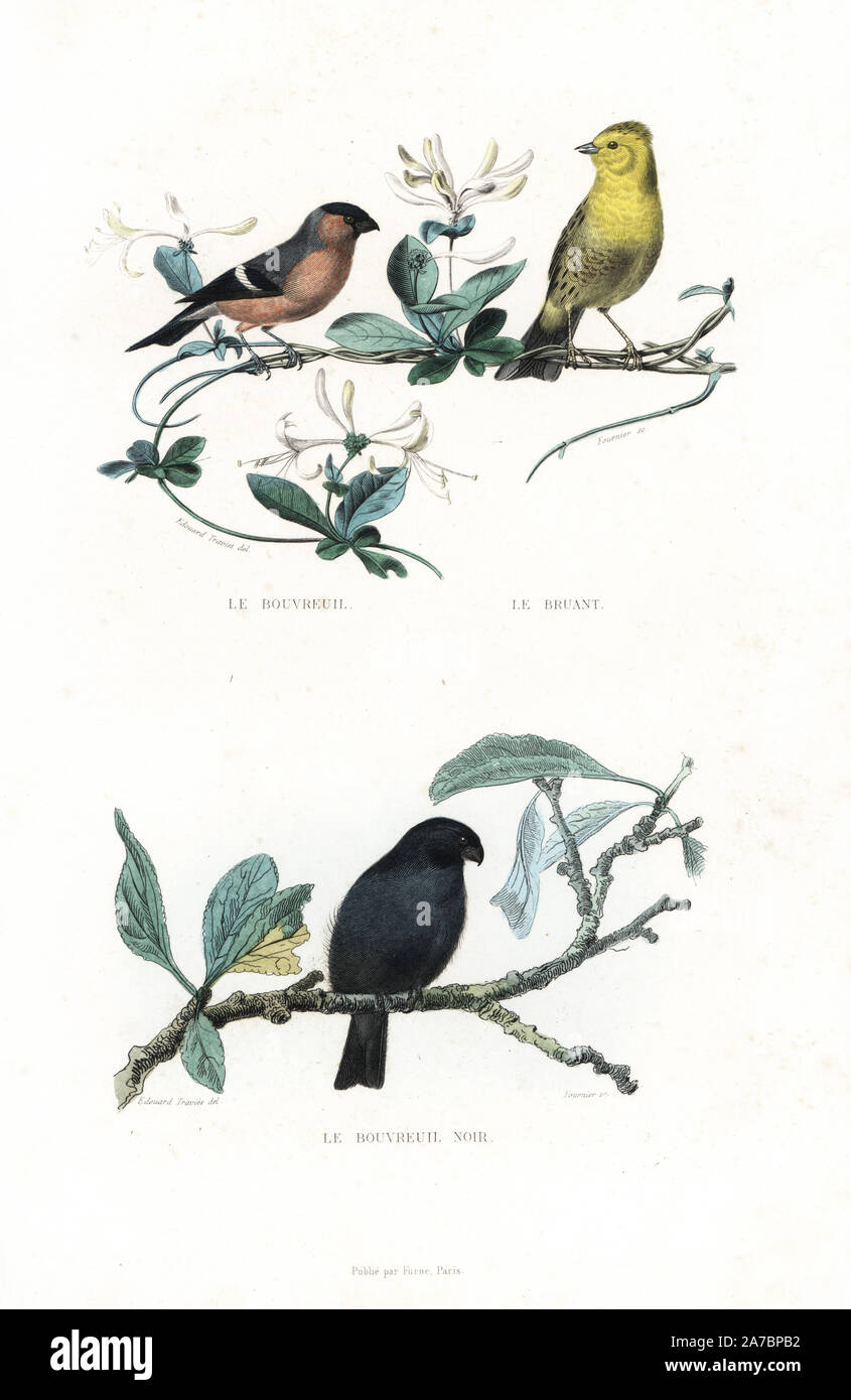 Eurasian bullfinch, Pyrrhula pyrrhula, yellowhammer, Emberiza citrinella, and black bullfinch variety, Pyrrhula pyrrhula. Handcoloured engraving on steel by Fournier after a drawing by Edouard Travies from Richard's 'New Edition of the Complete Works of Buffon,' Pourrat Freres, Paris, 1837. Stock Photo