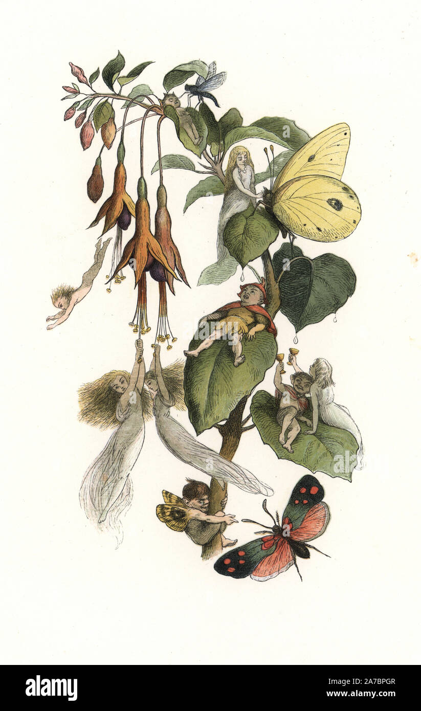 Elves and fairies playing and feasting on a fuchsia plant with butterflies. Handcoloured woodblock print by Edmund Evans after an illustration by Richard Doyle from In Fairyland, a series of Pictures from the Elf World, Longman, London, 1870. Stock Photo