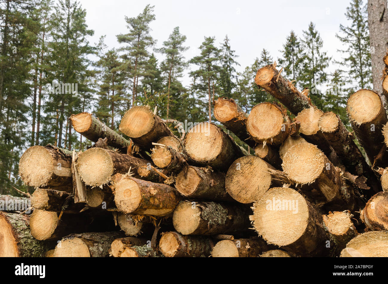 Pulpwood High Resolution Stock Photography and Images Alamy
