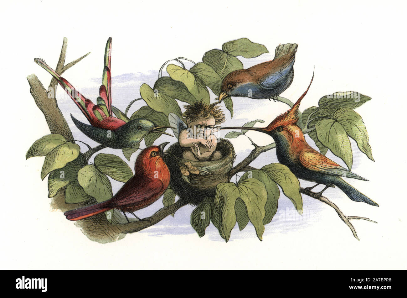 A baby elf in a bird's nest surrounded by angry birds and hummingbirds. Handcoloured woodblock print by Edmund Evans after an illustration by Richard Doyle from In Fairyland, a series of Pictures from the Elf World, Longman, London, 1870. Stock Photo