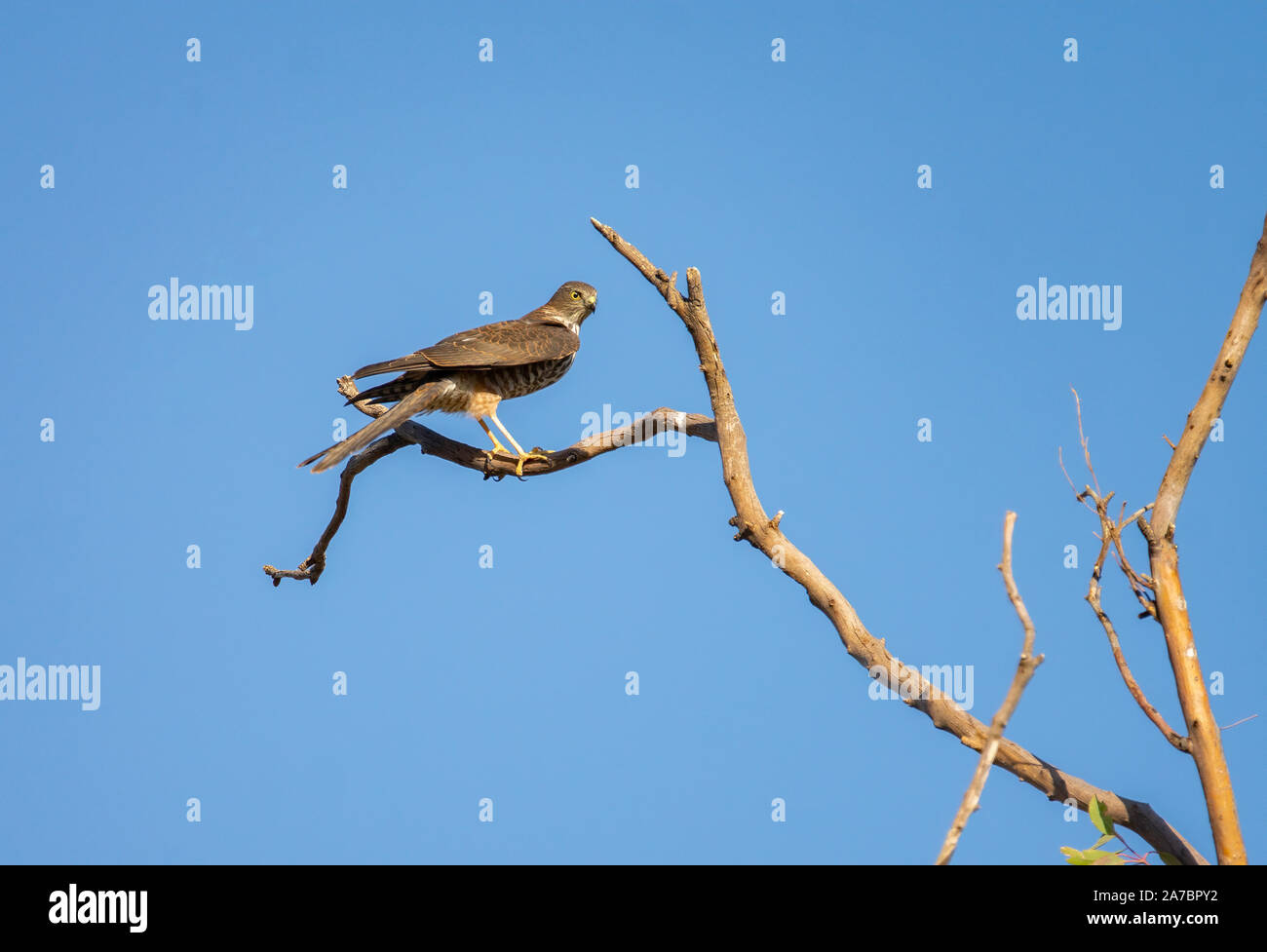 A Brown Goshawk perched at the top of a dead tree against a clear blue sky Stock Photo