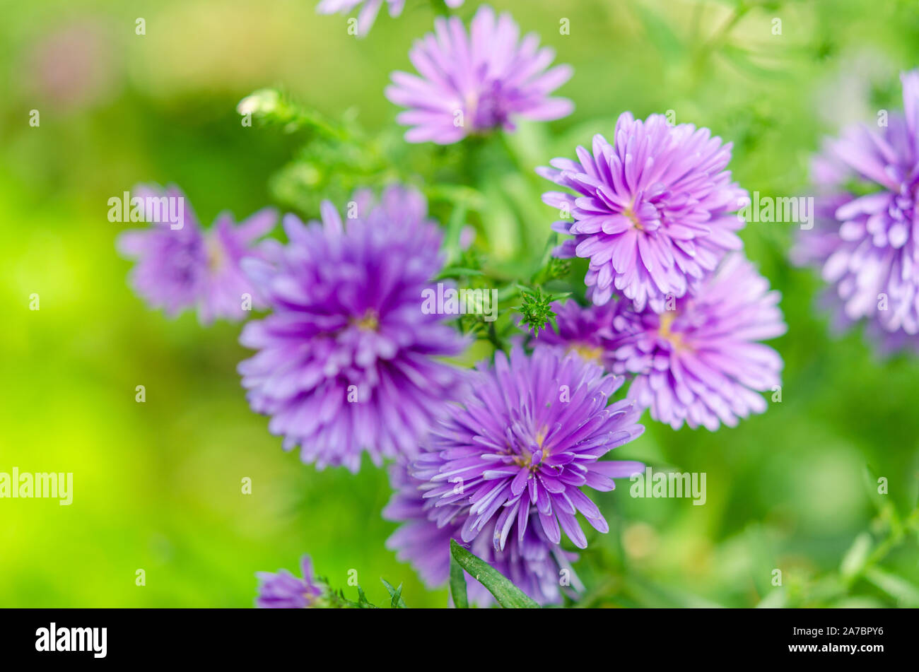Purple chrysanthemum beautiful flower in the garden on a green background Stock Photo
