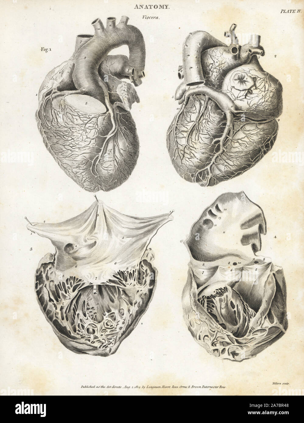 Anatomy of the human heart. Copperplate engraving by Milton from Abraham Rees' Cyclopedia or Universal Dictionary of Arts, Sciences and Literature, Longman, Hurst, Rees, Orme and Brown, London, 1820. Stock Photo