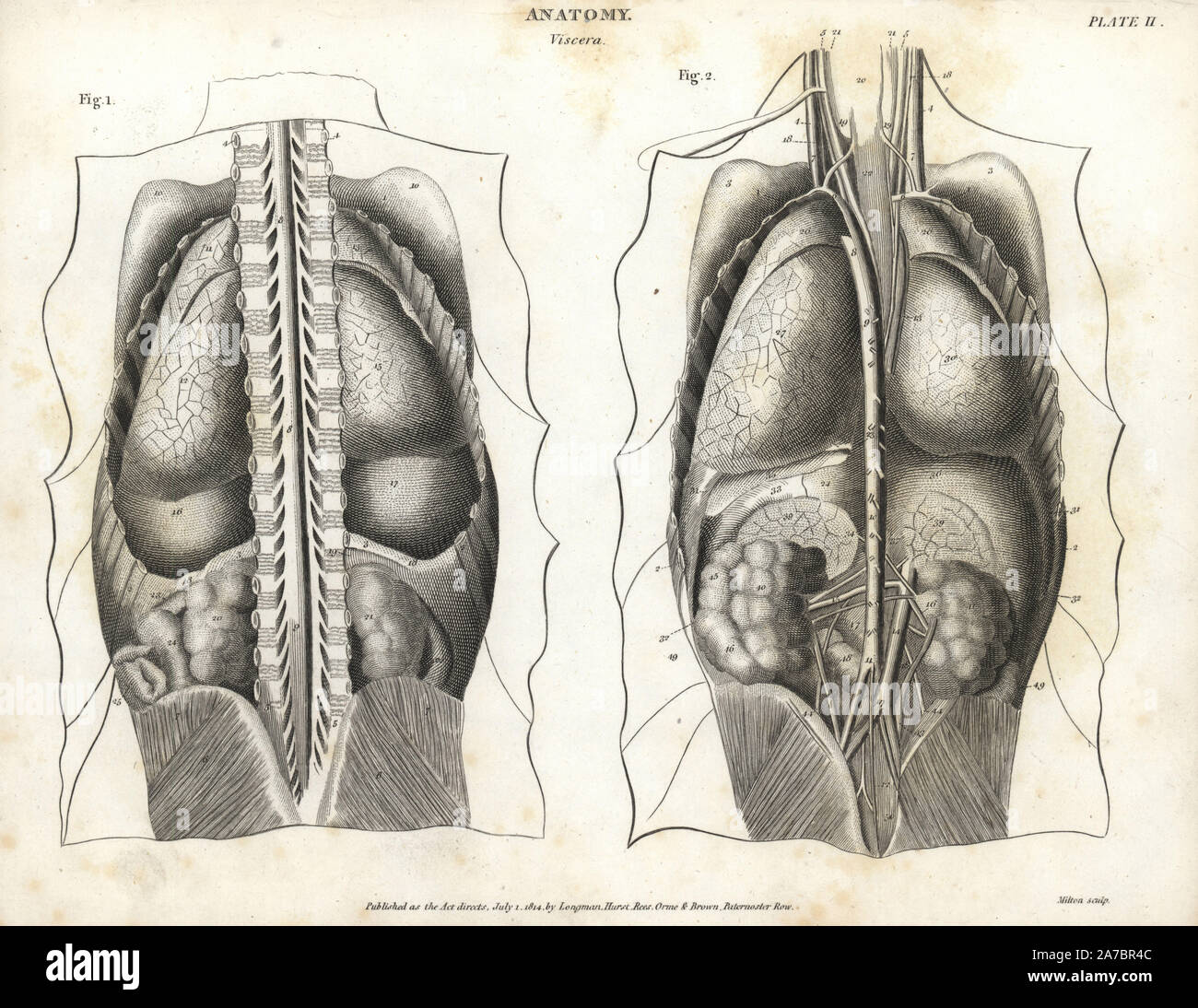 Anatomy of human internal organs from the back showing spine, lungs, liver, intestines, gallbladder, etc. Copperplate engraving by Milton from Abraham Rees' Cyclopedia or Universal Dictionary of Arts, Sciences and Literature, Longman, Hurst, Rees, Orme and Brown, London, 1820. Stock Photo