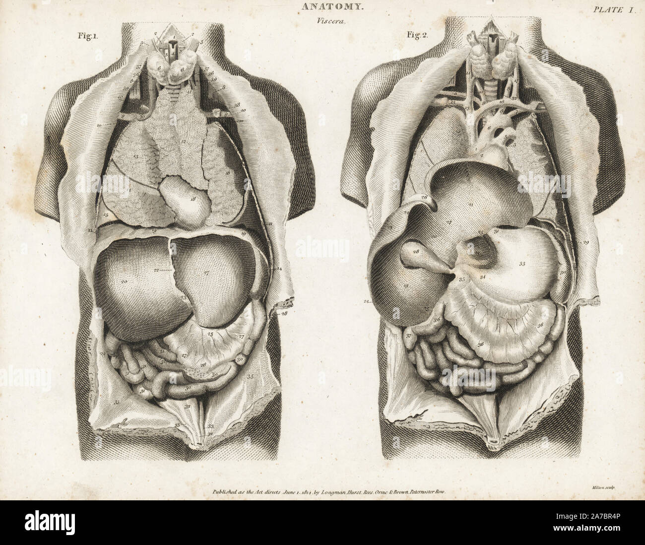 Anatomy of human internal organs from the back showing stomach, liver, intestines, gallbladder, etc. Copperplate engraving by Milton from Abraham Rees' Cyclopedia or Universal Dictionary of Arts, Sciences and Literature, Longman, Hurst, Rees, Orme and Brown, London, 1820. Stock Photo